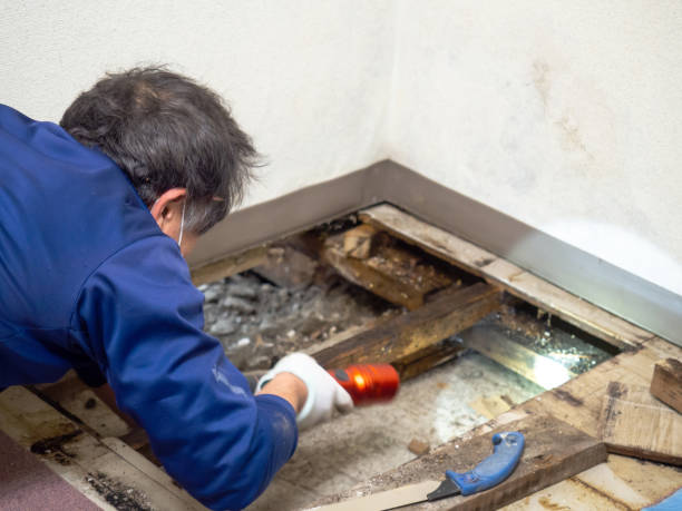 Best Crawl Space Mold Removal  in Velda City, MO