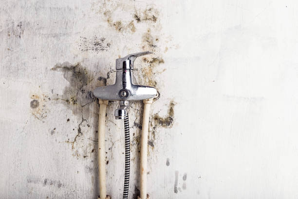 Best Emergency Mold Removal  in Velda City, MO
