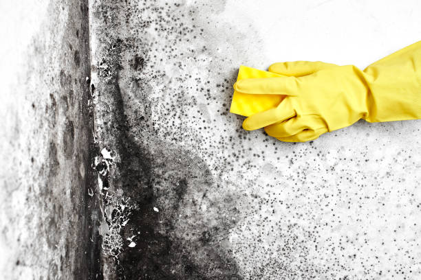 Best Mold Removal Process  in Velda City, MO