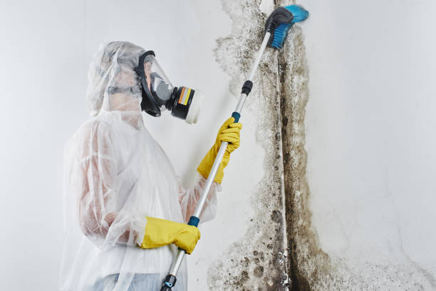 Best Residential Mold Removal  in Velda City, MO