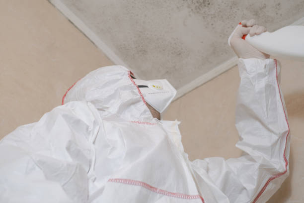 Best Certified Mold Removal  in Velda City, MO