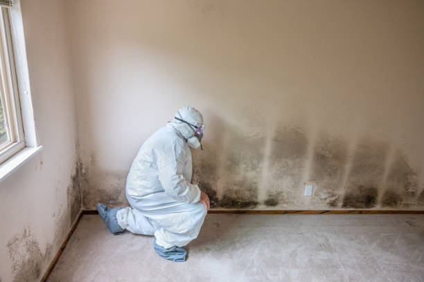 Best Mold Damage Repair  in Velda City, MO