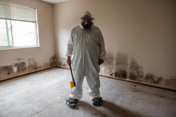 Trusted Velda City, MO Mold Removal Experts