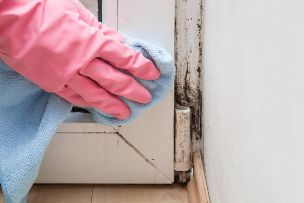 Best Office Mold Removal Services  in Velda City, MO