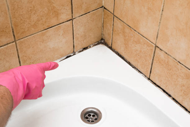 Best Mold Remediation  in Velda City, MO